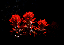 craters red flowers